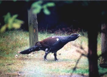 Rozpoczęły się gody głuszców w&nbsp;Brzózie Królewskiej. To&nbsp;jeden z&nbsp;najrzadszych ptaków w&nbsp;Polsce