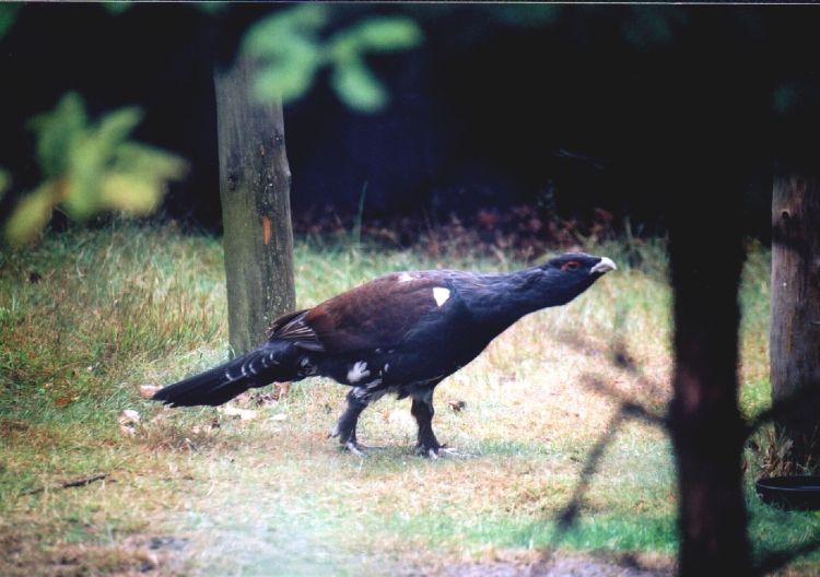 Godowy okres głuszców w Ośrodku Hodowli w Brzózie Królewskiej 1 - Polskie Radio Rzeszów Godowy okres głuszców w Ośrodku Hodowli w Brzózie Królewskiej