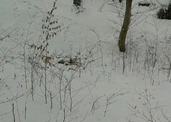 Żbik europejski w&nbsp;lasach Nadleśnictwa Lubaczów