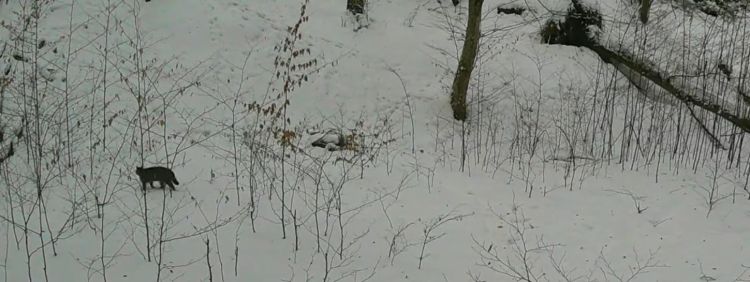 Żbik europejski w&nbsp;lasach Nadleśnictwa Lubaczów