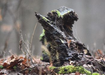 Drobne domki drobnych pełzaczy