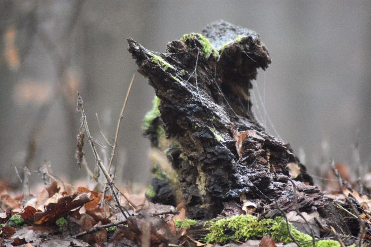 Drobne domki drobnych pełzaczy