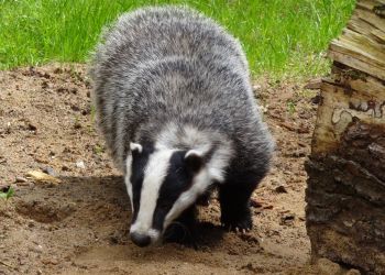 Czworonożni przywitali już wiosnę