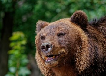 Niedźwiedź zaatakował mężczyznę w&nbsp;Bieszczadach. Poszkodowany trafił do&nbsp;szpitala