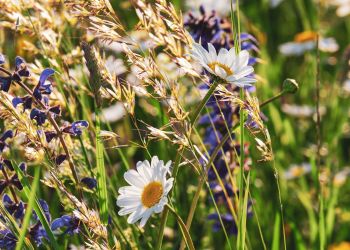 Żelki na&nbsp;łące. Co&nbsp;to&nbsp;takiego?