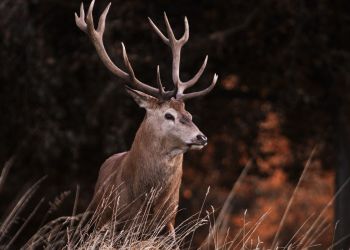 Dzika zwierzyna na&nbsp;ulicach Stalowej Woli. Uszkodzone samochody po&nbsp;wieczornym spacerze