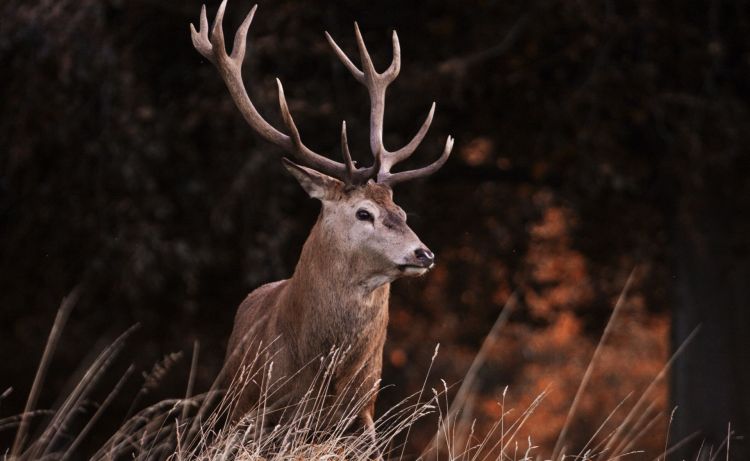 Dzika zwierzyna na&nbsp;ulicach Stalowej Woli. Uszkodzony samochód po&nbsp;wieczornym spacerze [AKTUALIZACJA]