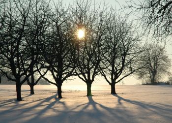 Wiosenne olejowanie roślin. Pierwszy zabieg ochrony po&nbsp;zimie