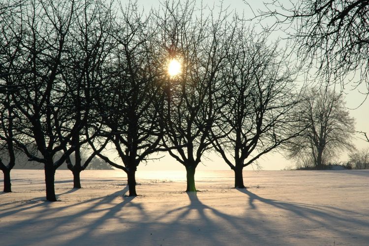 Wiosenne olejowanie roślin. Pierwszy zabieg ochrony po&nbsp;zimie