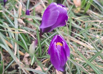 Pierwsze krokusy zakwitły na&nbsp;placu Cichociemnych w&nbsp;Rzeszowie