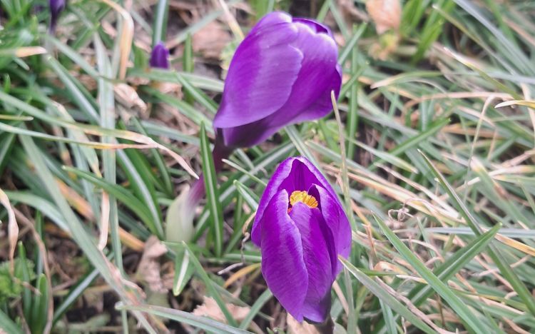 Pierwsze krokusy zakwitły na&nbsp;placu Cichociemnych w&nbsp;Rzeszowie