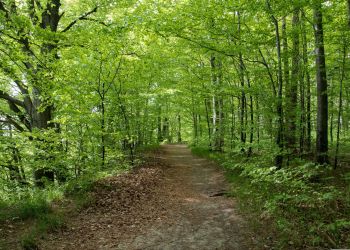 Rzeszów wśród najmniej zalesionych miast w Polsce 3 - Polskie Radio Rzeszów Rzeszów wśród najmniej zalesionych miast w Polsce