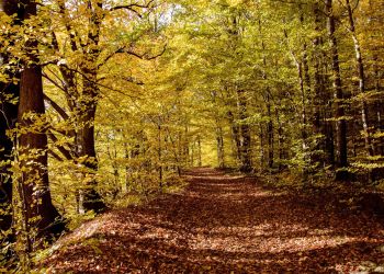 Duże zagrożenie pożarowe w&nbsp;lasach. Leśnicy uruchomili stały monitoring w&nbsp;Nadleśnictwie Głogów