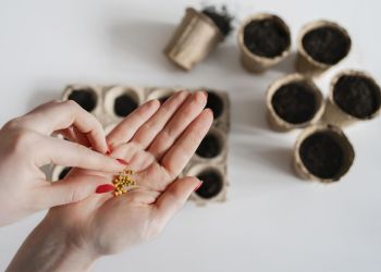 Przegląd nasion przed&nbsp;sezonem. Jak sprawdzić zapasy i&nbsp;zaplanować wysiew w&nbsp;ogrodzie