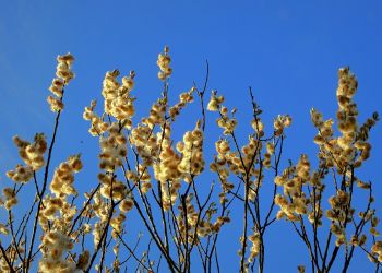 Dlaczego wczesna wiosna uwstecznia przyrodę?