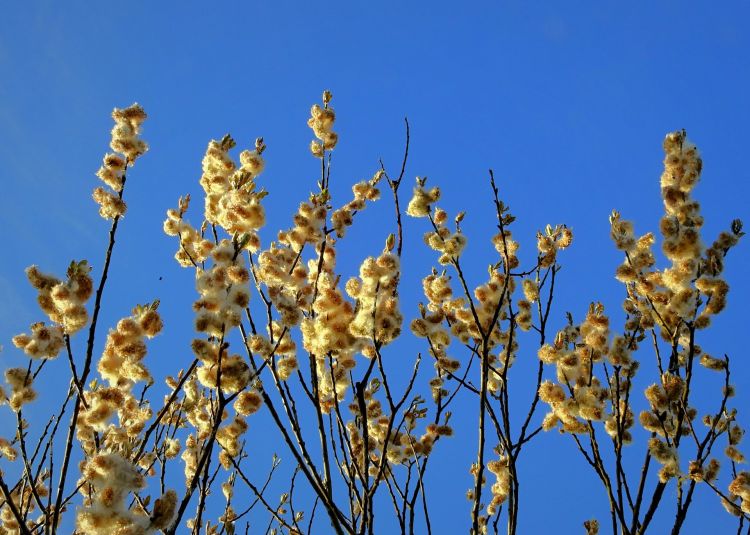 Dlaczego wczesna wiosna uwstecznia przyrodę? 1 - Polskie Radio Rzeszów Dlaczego wczesna wiosna uwstecznia przyrodę?