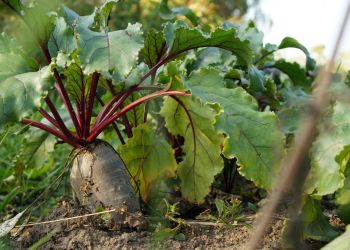 Allelopatia roślin. Które warzywa sadzić obok siebie?