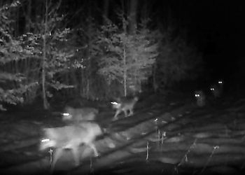 Wilcza wataha uchwycona przez&nbsp;leśną kamerę