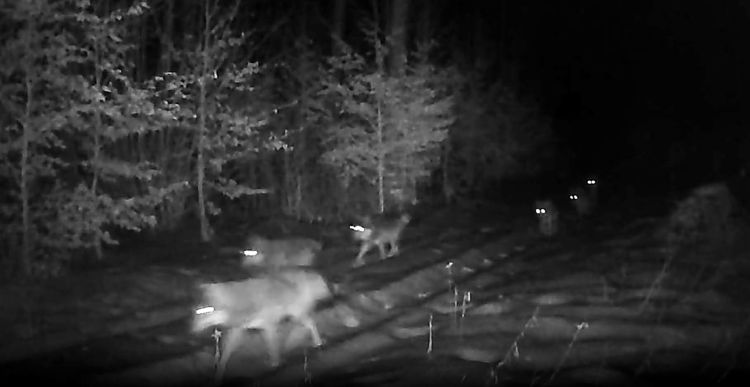 Wilcza wataha uchwycona przez&nbsp;leśną kamerę