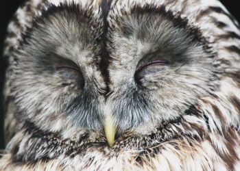 Naukowcy badają, w&nbsp;jaki sposób sowy na&nbsp;Pogórzu Przemyskim rywalizują o&nbsp;terytorium