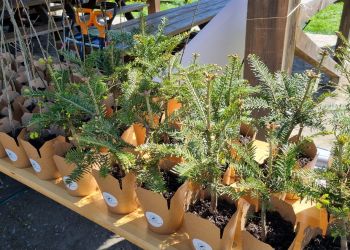 Straż Graniczna sadzi drzewa na&nbsp;Podkarpaciu. Akcja z&nbsp;okazji Dnia Ziemi