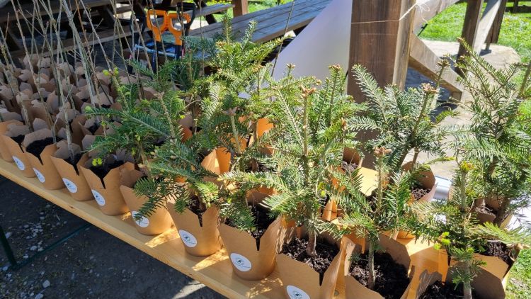 Straż Graniczna sadzi drzewa na&nbsp;Podkarpaciu. Akcja z&nbsp;okazji Dnia Ziemi