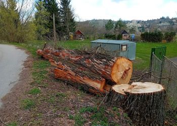 Wycinka chorych drzew w&nbsp;Przemyślu – kontrowersje i&nbsp;wyjaśnienia. Alarm mieszkańców i&nbsp;obawy o&nbsp;zdrowe drzewa
