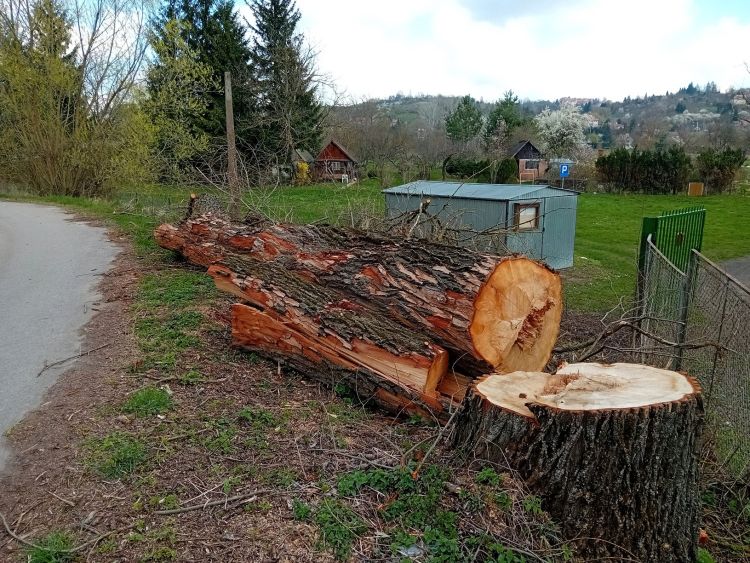 Wycinka chorych drzew w Przemyślu – kontrowersje i wyjaśnienia. Alarm mieszkańców i obawy o zdrowe drzewa 1 - Polskie Radio Rzeszów Wycinka chorych drzew w Przemyślu – kontrowersje i wyjaśnienia. Alarm mieszkańców i obawy o zdrowe drzewa