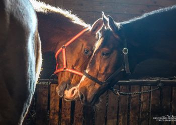 Niezastąpione w&nbsp;trudnym terenie. Konie Bieszczadzkiego Oddziału Straż Granicznej