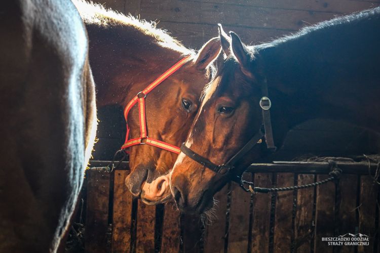 Niezastąpione w&nbsp;trudnym terenie. Konie Bieszczadzkiego Oddziału Straż Granicznej