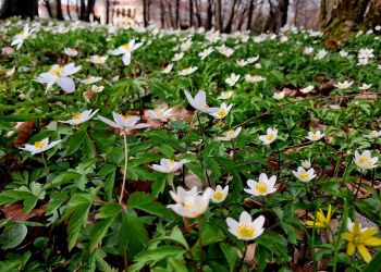 Zawilce gajowe rozkwitły w zabytkowym parku przy Pałacu Wodzickich w Tyczynie - Polskie Radio Rzeszów