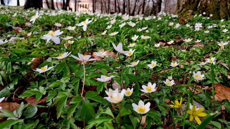 Zawilce gajowe rozkwitły w zabytkowym parku przy Pałacu Wodzickich w Tyczynie - Polskie Radio Rzeszów