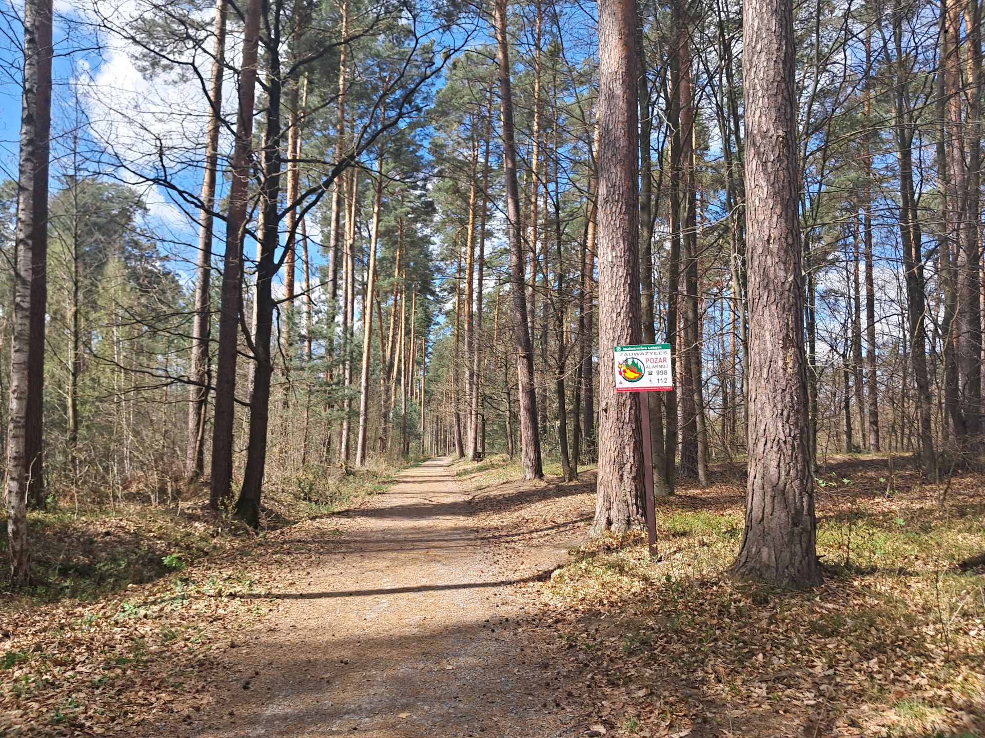 Leśnicy alarmują: W podkarpackich lasach jest sucho. O pożar nietrudno - Polskie Radio Rzeszów