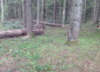 Śmiertelny wypadek w&nbsp;lesie. 43-latek przygnieciony przez&nbsp;konar