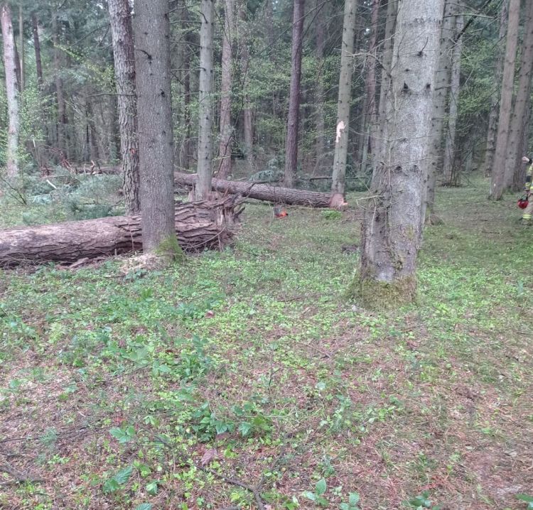 Śmiertelny wypadek w&nbsp;lesie. 43-latek przygnieciony przez&nbsp;konar