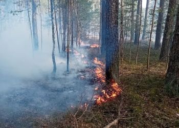 Podpalali lasy w&nbsp;Nadleśnictwie Rozwadów. Dwóch mężczyzn zatrzymanych i&nbsp;aresztowanych