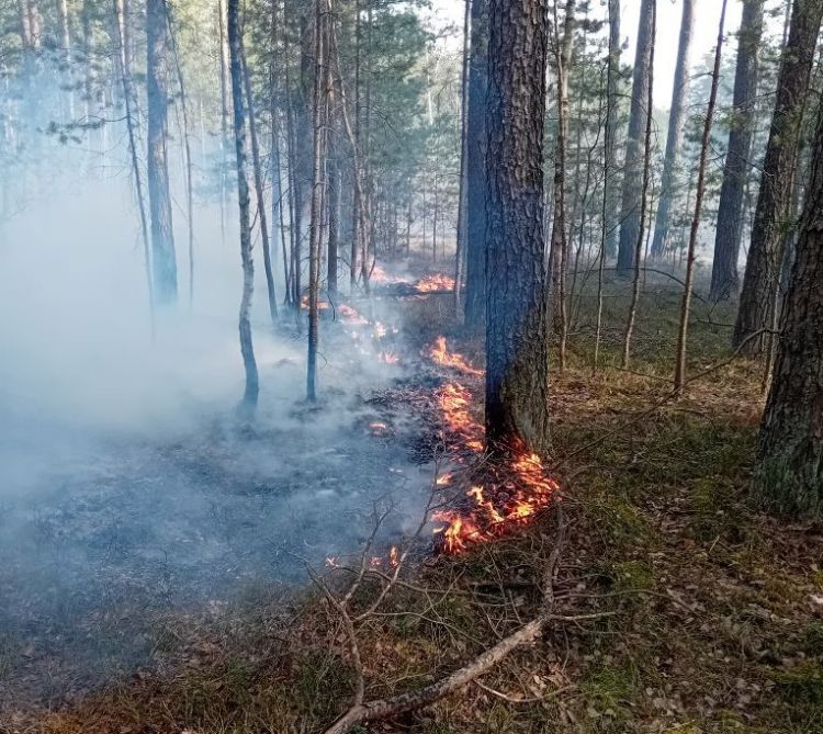 Podpalali lasy w&nbsp;Nadleśnictwie Rozwadów. Dwóch mężczyzn zatrzymanych i&nbsp;aresztowanych