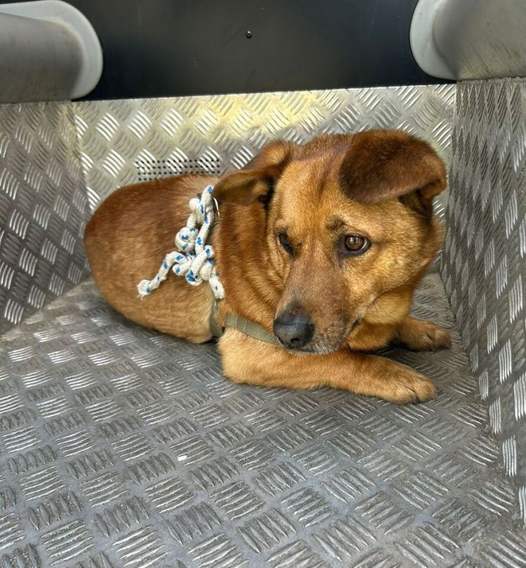 Porzucony pies przywiązany do&nbsp;drzewa. Policja szuka właściciela