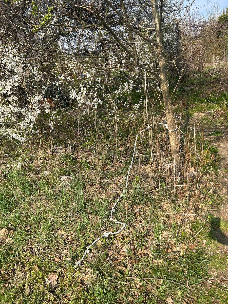 Porzucony pies przywiązany do drzewa. Policja szuka właściciela - Polskie Radio Rzeszów