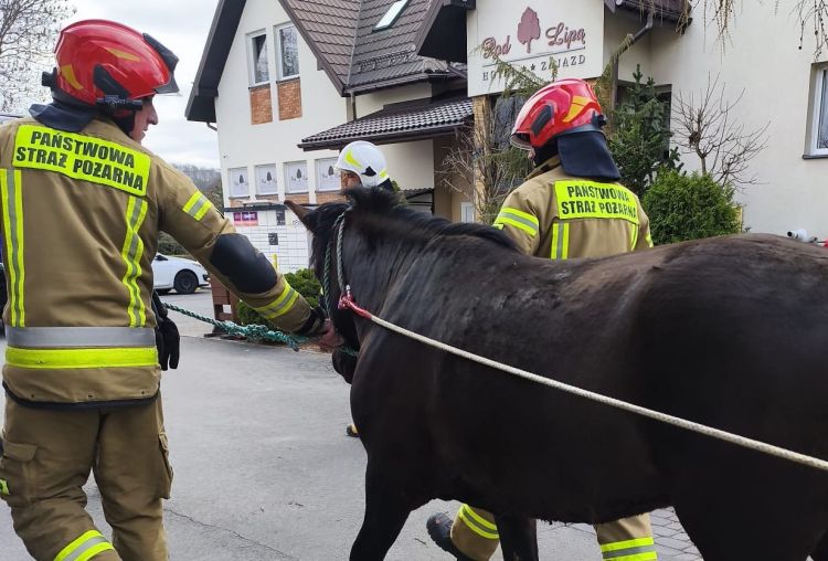 Spłoszony koń biegał po ruchliwej drodze. Policja wstrzymała ruch, właściciel dostał mandat 1 - Polskie Radio Rzeszów Spłoszony koń biegał po ruchliwej drodze. Policja wstrzymała ruch, właściciel dostał mandat