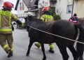Spłoszony koń biegał po&nbsp;ruchliwej drodze. Policja wstrzymała ruch, właściciel dostał mandat
