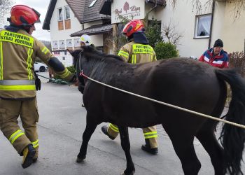 Spłoszony koń biegał po ruchliwej drodze. Policja wstrzymała ruch, właściciel dostał mandat 2 - Polskie Radio Rzeszów Spłoszony koń biegał po ruchliwej drodze. Policja wstrzymała ruch, właściciel dostał mandat