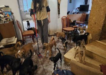 59 psów odebranych w&nbsp;Głowience. Schronisko pilnie potrzebuje pomocy