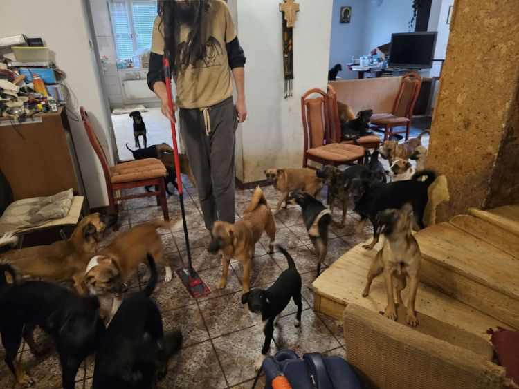 59 psów odebranych w&nbsp;Głowience. Schronisko pilnie potrzebuje pomocy