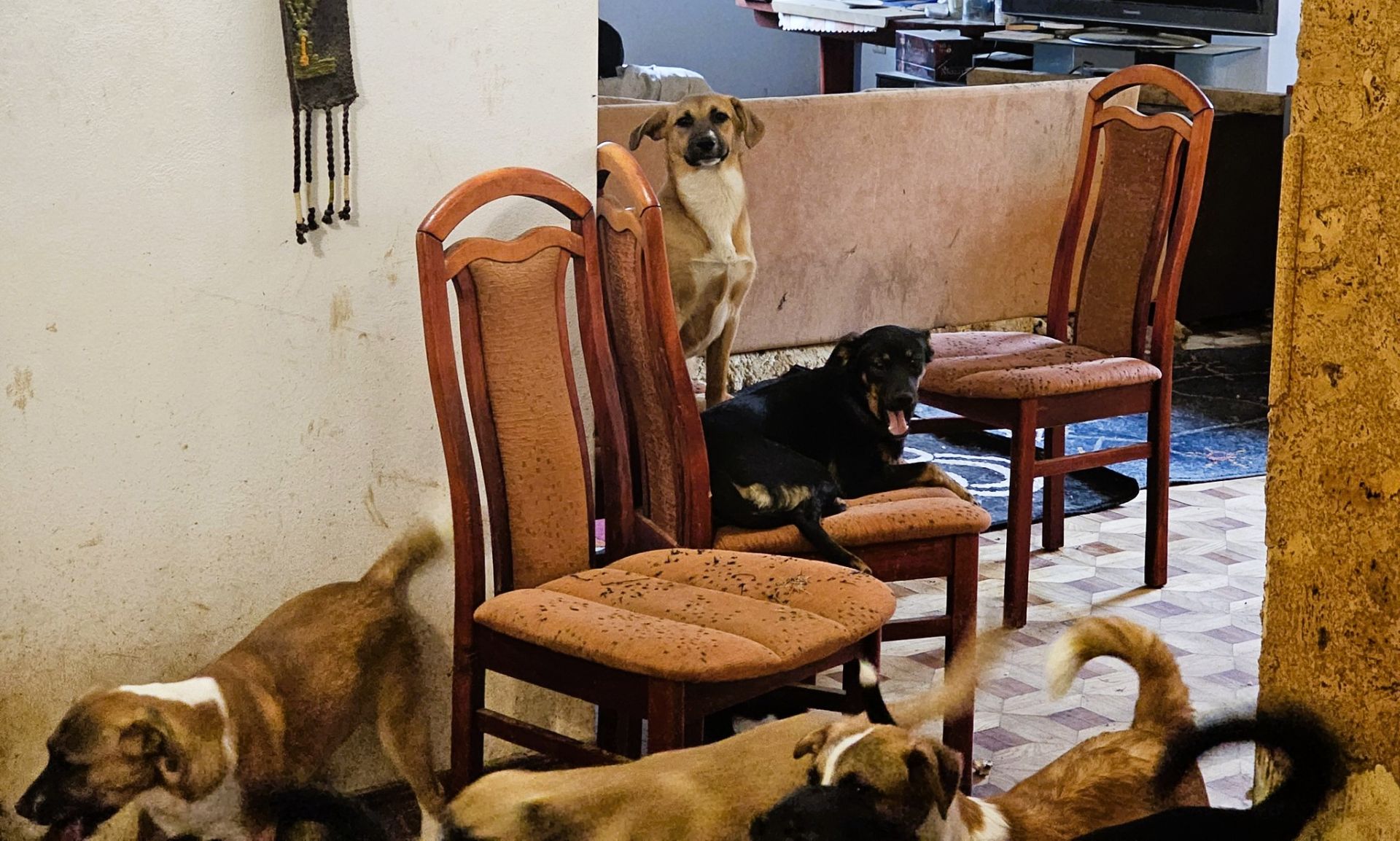 59 psów odebranych w Głowience. Schronisko pilnie potrzebuje pomocy