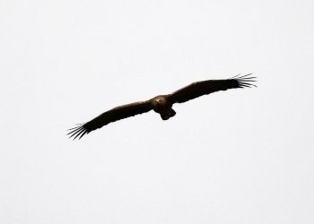 Orliki krzykliwe wracają w&nbsp;Beskid Niski. Pierwsze ptaki pojawiły się już nad&nbsp;wsią Stawisza