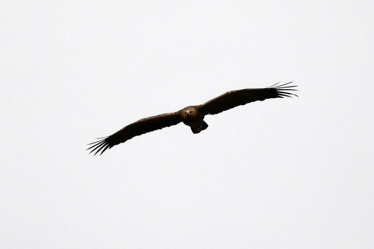 Orliki krzykliwe wracają w&nbsp;Beskid Niski. Pierwsze ptaki pojawiły się już nad&nbsp;wsią Stawisza