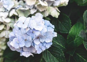 Cięcie hortensji wiosną – jak prawidłowo przycinać różne gatunki?