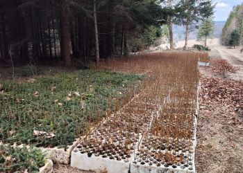 Leśnicy na Podkarpaciu zaczęli wiosenne sadzenie drzew 2 - Polskie Radio Rzeszów Leśnicy na Podkarpaciu zaczęli wiosenne sadzenie drzew