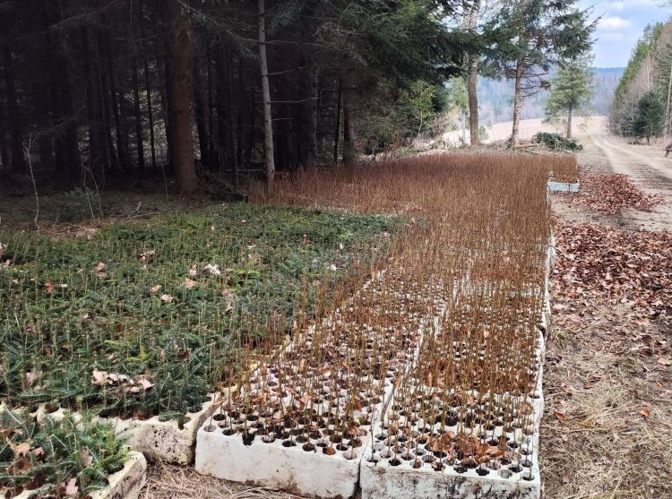 Leśnicy na Podkarpaciu zaczęli wiosenne sadzenie drzew 1 - Polskie Radio Rzeszów Leśnicy na Podkarpaciu zaczęli wiosenne sadzenie drzew